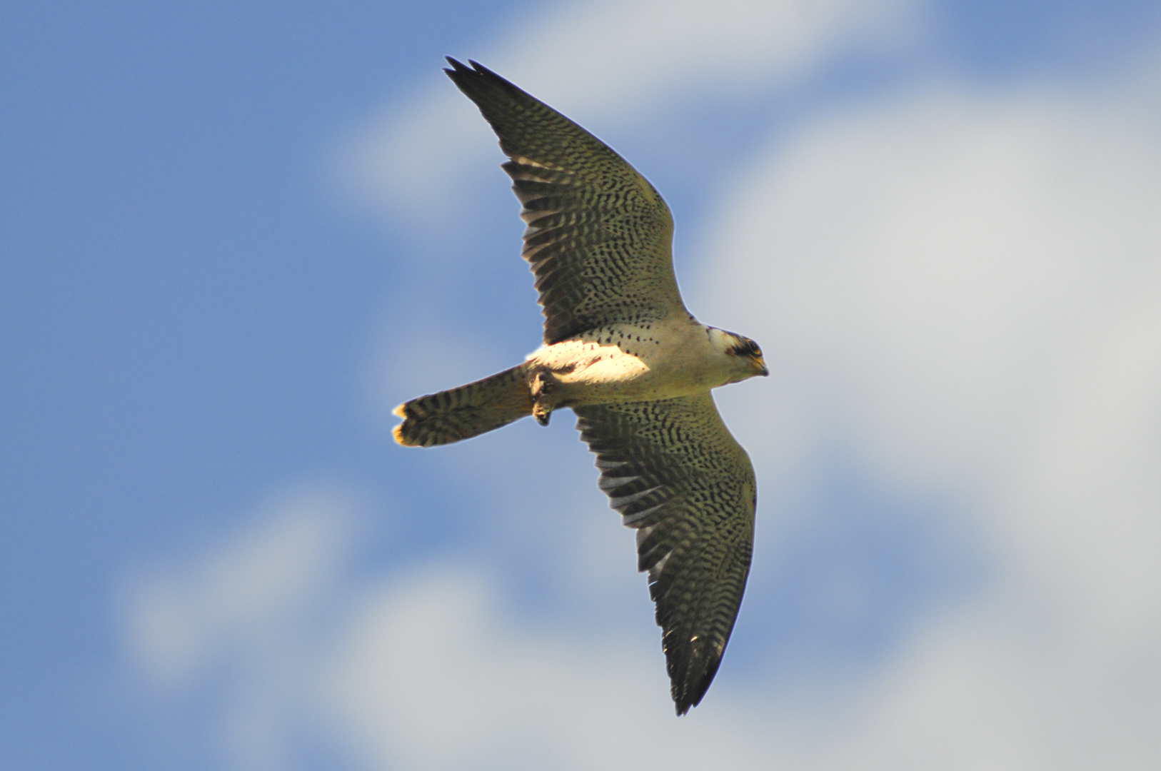 Falke im Suchflug