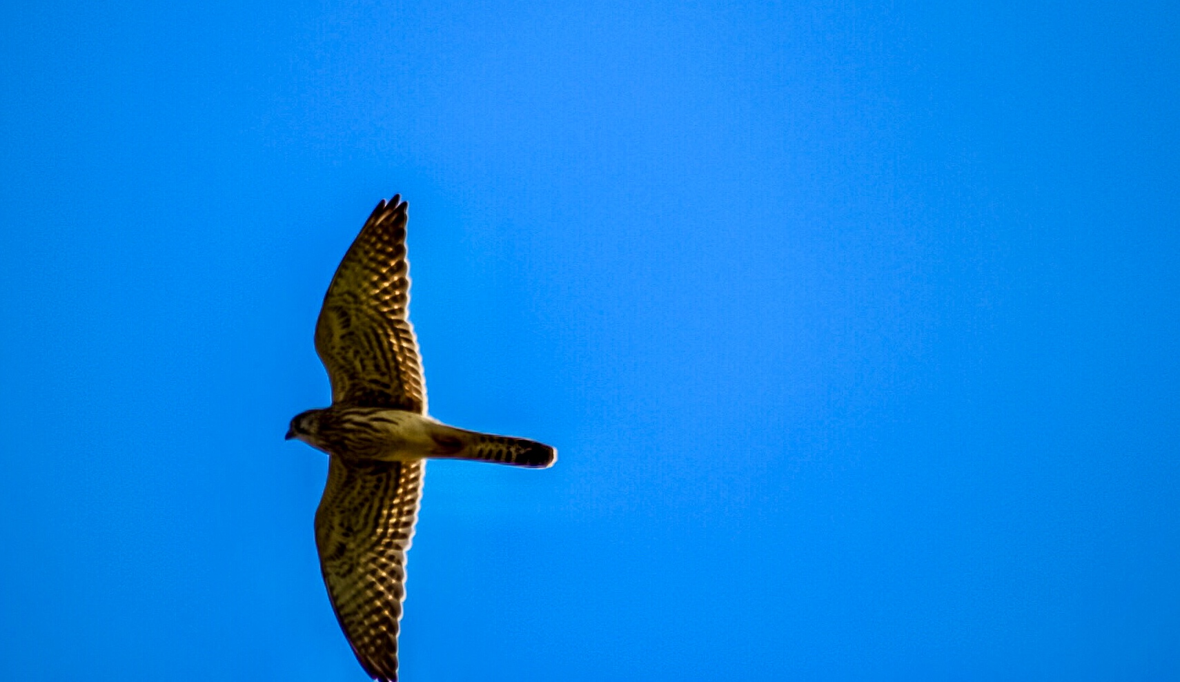 Falke im Überflug