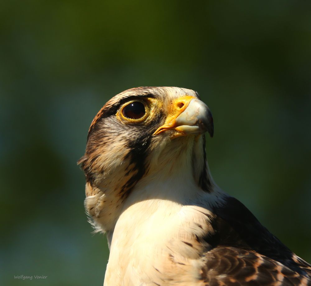 Falke  im Wild,-und Freizeitpark Allensbach