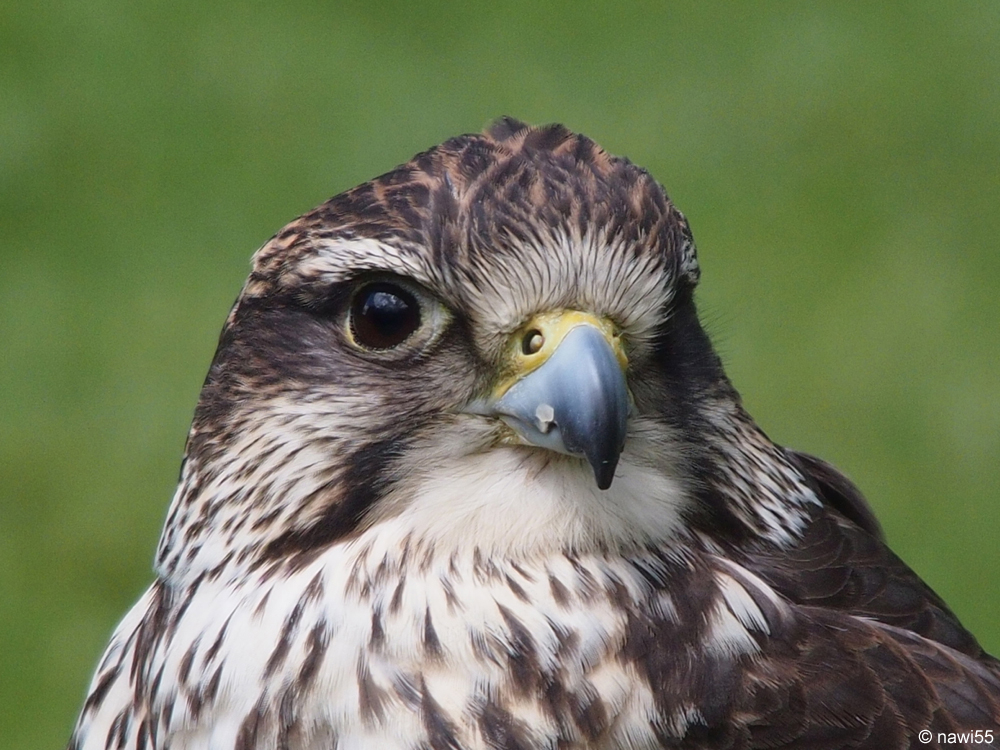 Falke im Wildpark Hellenthal