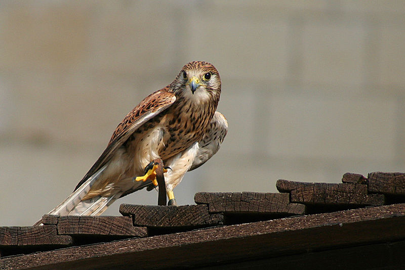 falke in beaucaire