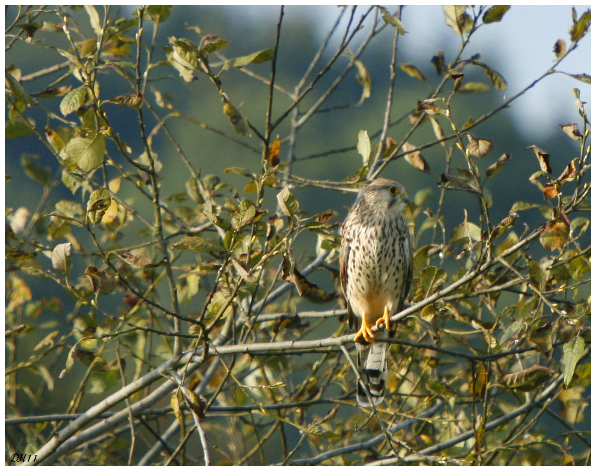 Falke in der Herbstsonne