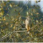 Falke in der Herbstsonne