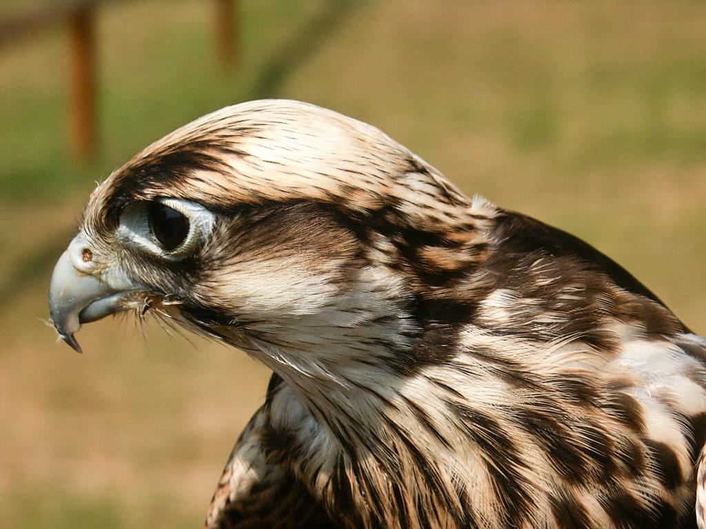 Falke in der Mauser