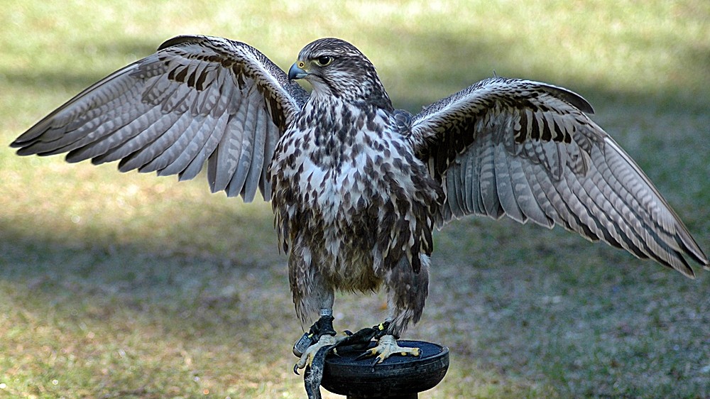 Falke in der Sonne.....