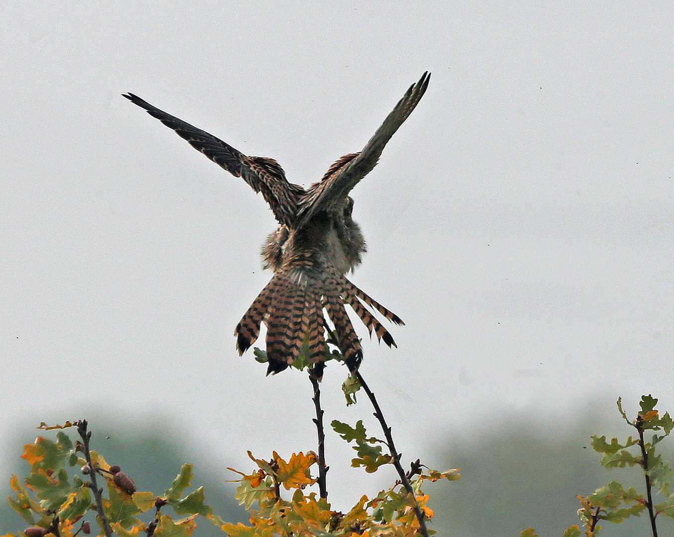 Falke in Erwartung einer Attacke