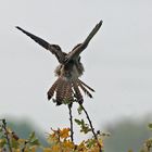 Falke in Erwartung einer Attacke