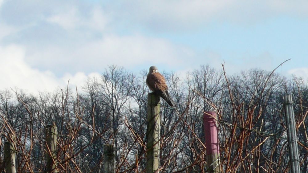 Falke in Kleinbottwar