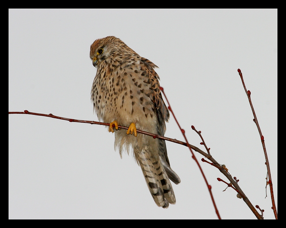 Falke in Lauerstellung