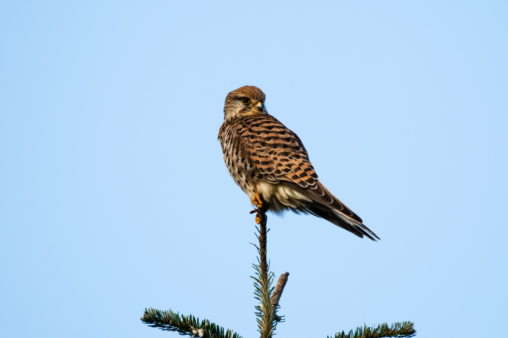 Falke in Nachbar's Baum