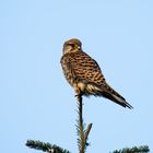 Falke in Nachbar's Baum