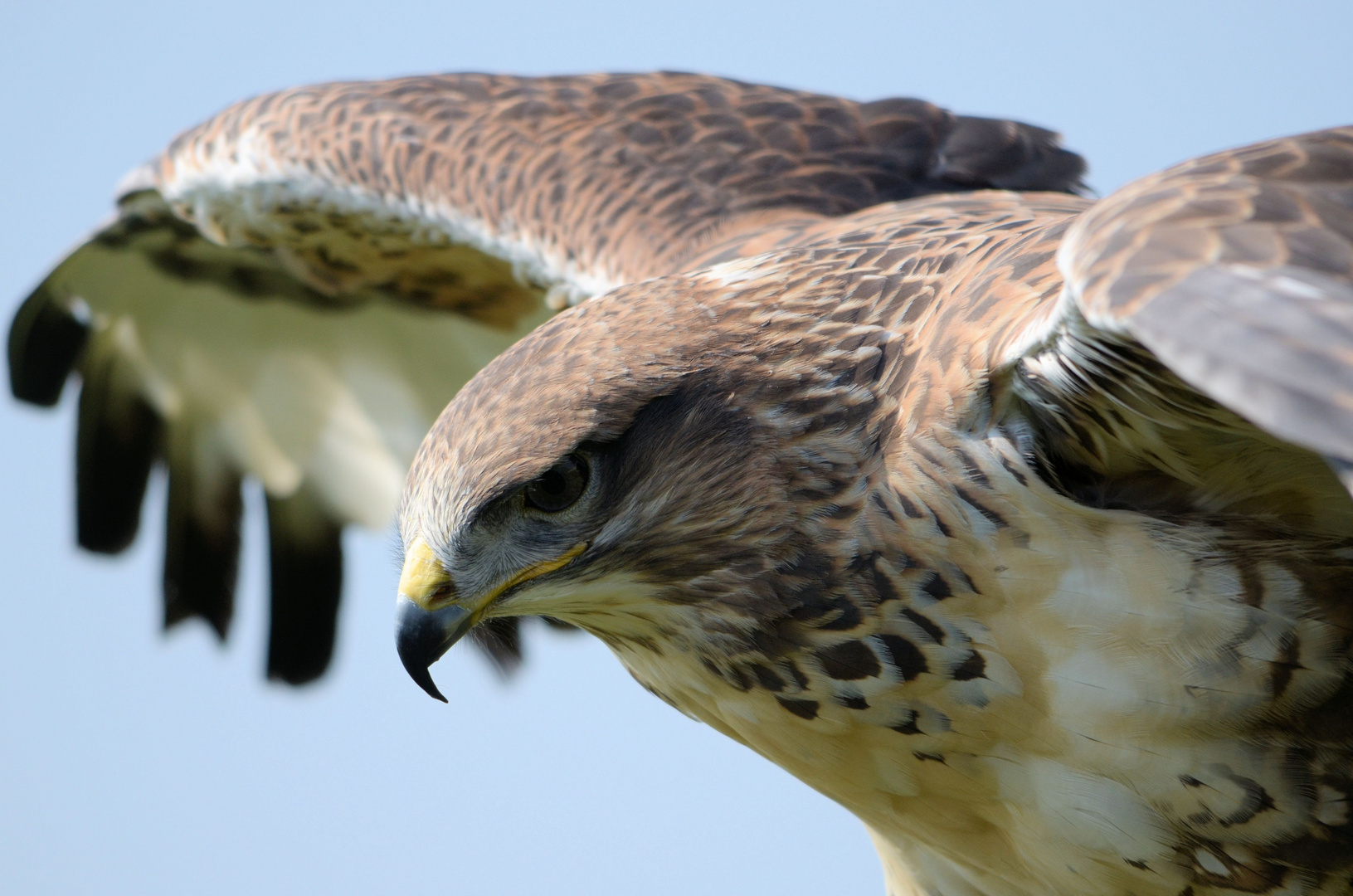 Falke in Nordhorner Vogelflugschau.