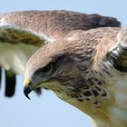 Falke in Nordhorner Vogelflugschau.