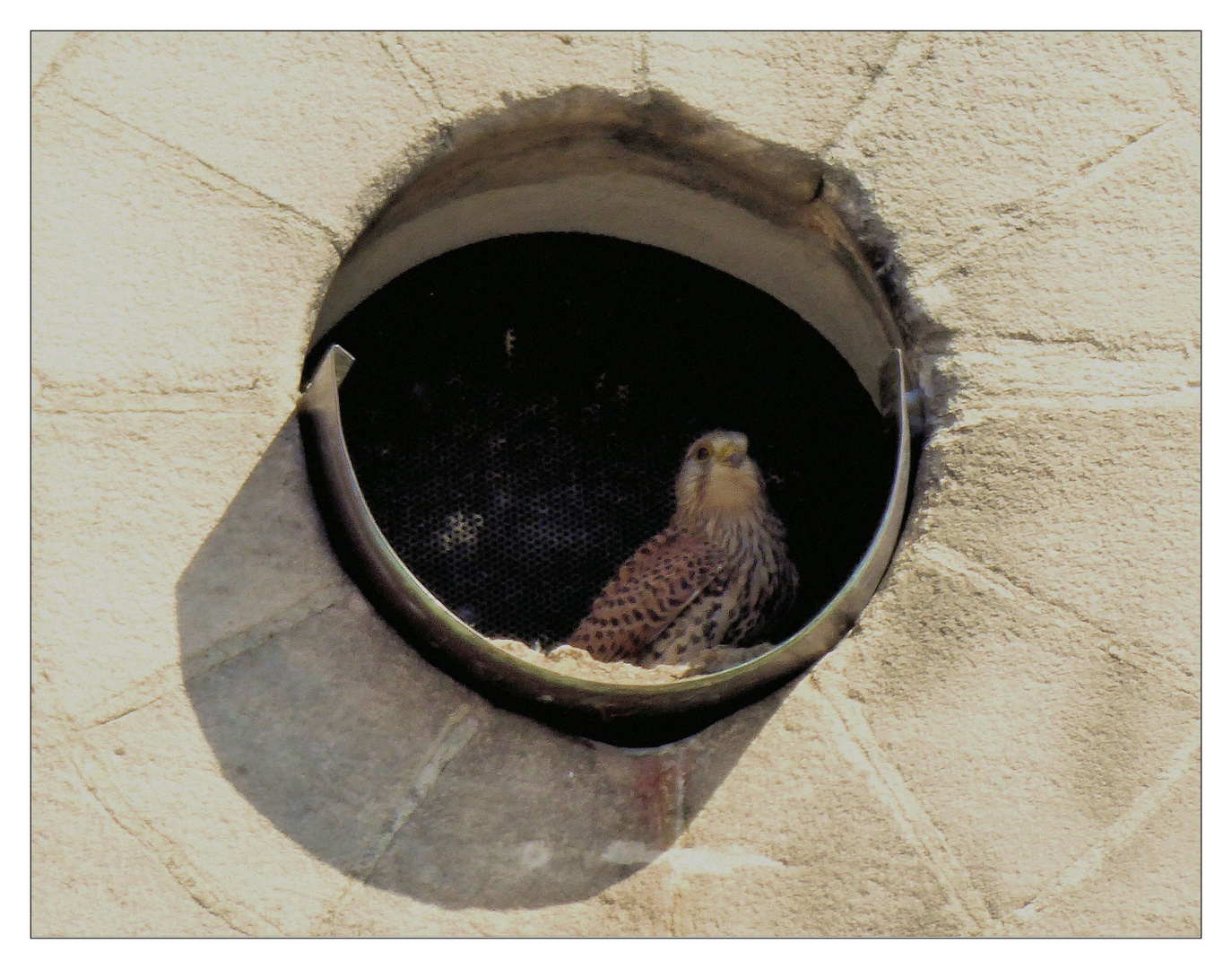 Falke in Rundfenster 