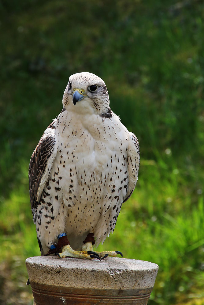 Falke in Warteposition........