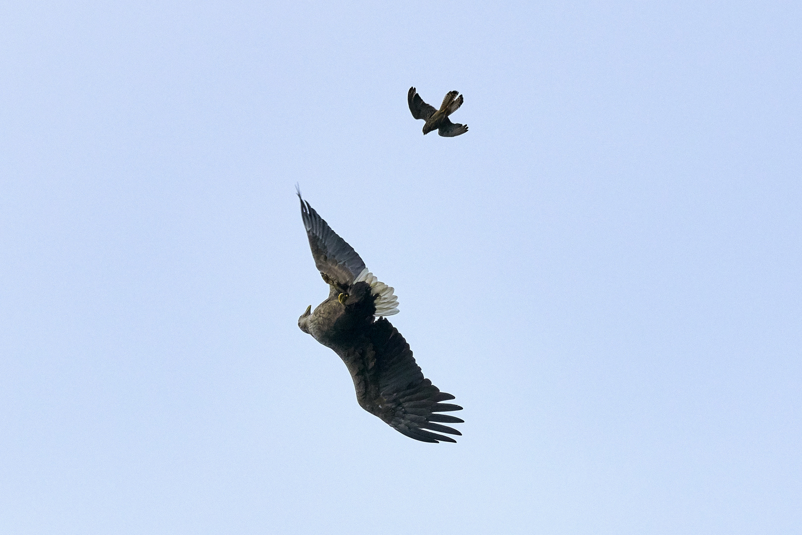 Falke kontra Seeadler