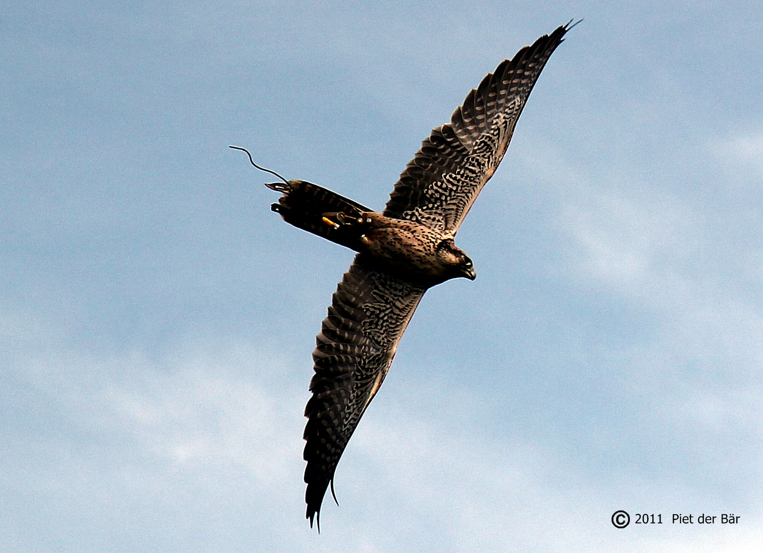 Falke (Lanner) in Hamburg