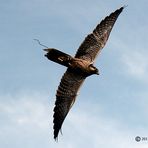 Falke (Lanner) in Hamburg