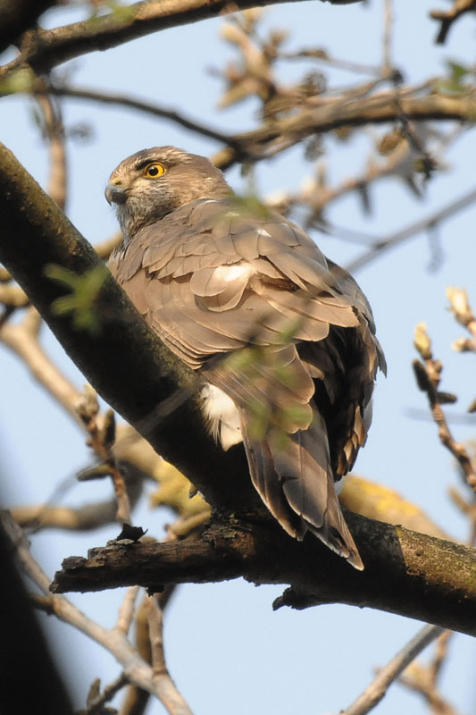 Falke mal näher