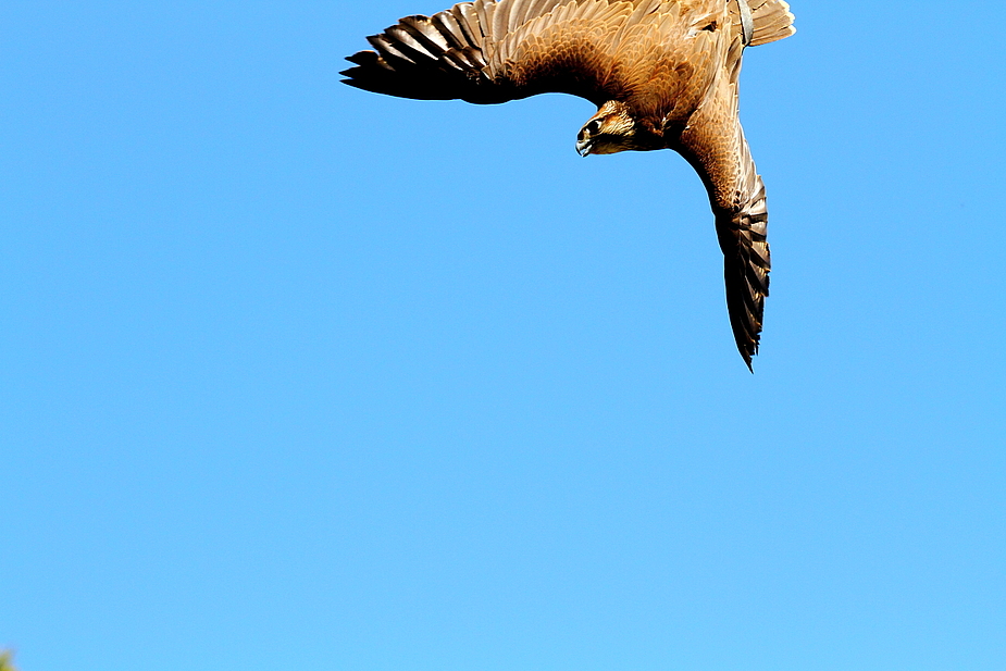 Falke mit 300 km/h - erwischt! (fast)