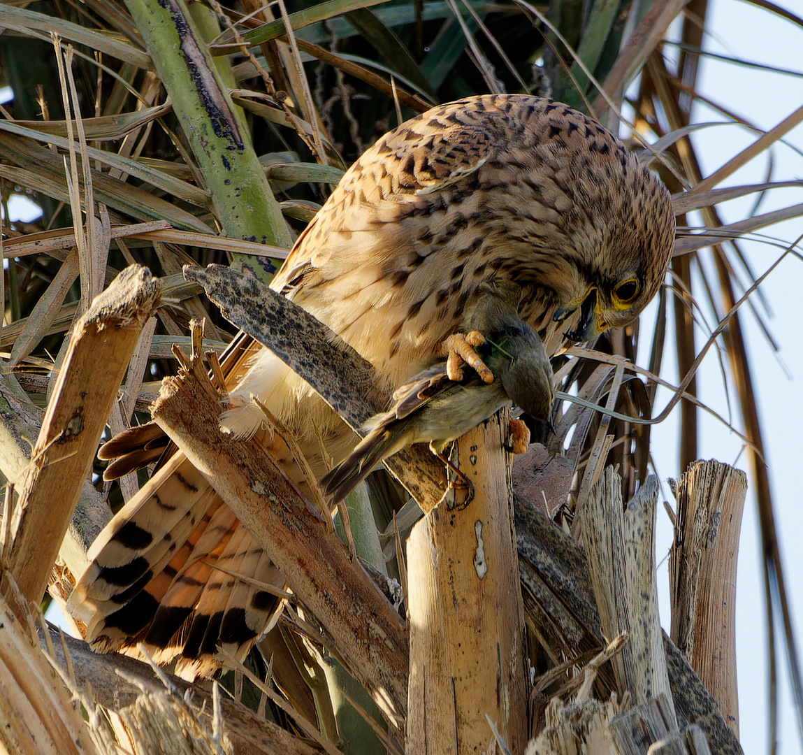 Falke mit Beute