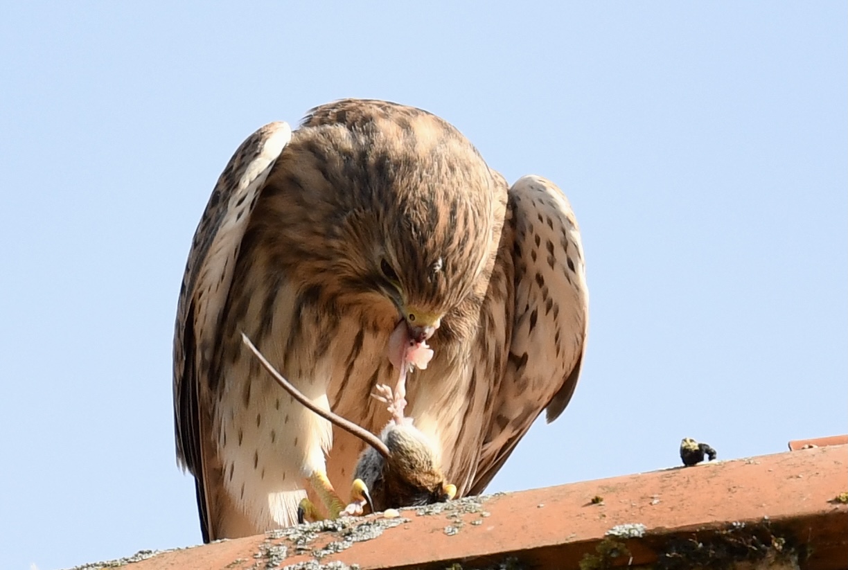 Falke mit Beute