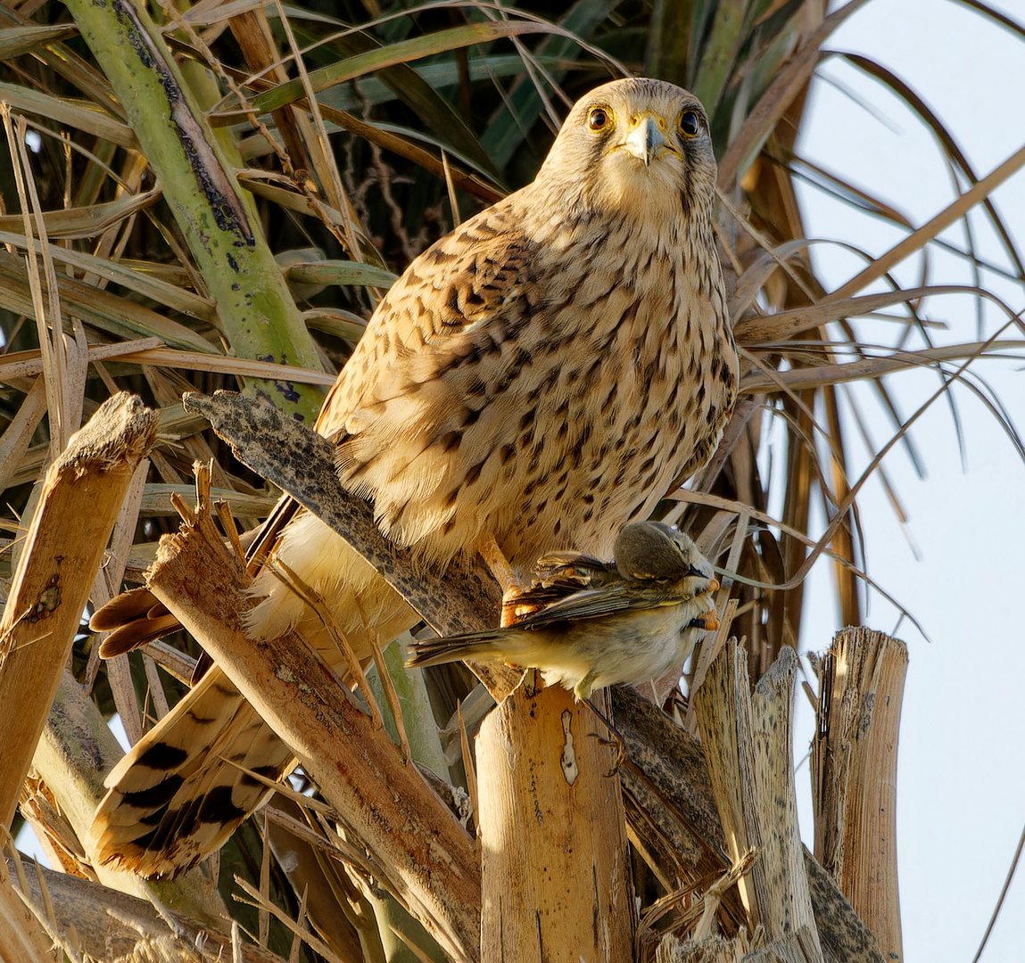 Falke mit Beute