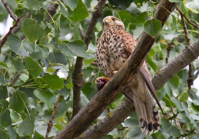 Falke mit Beute