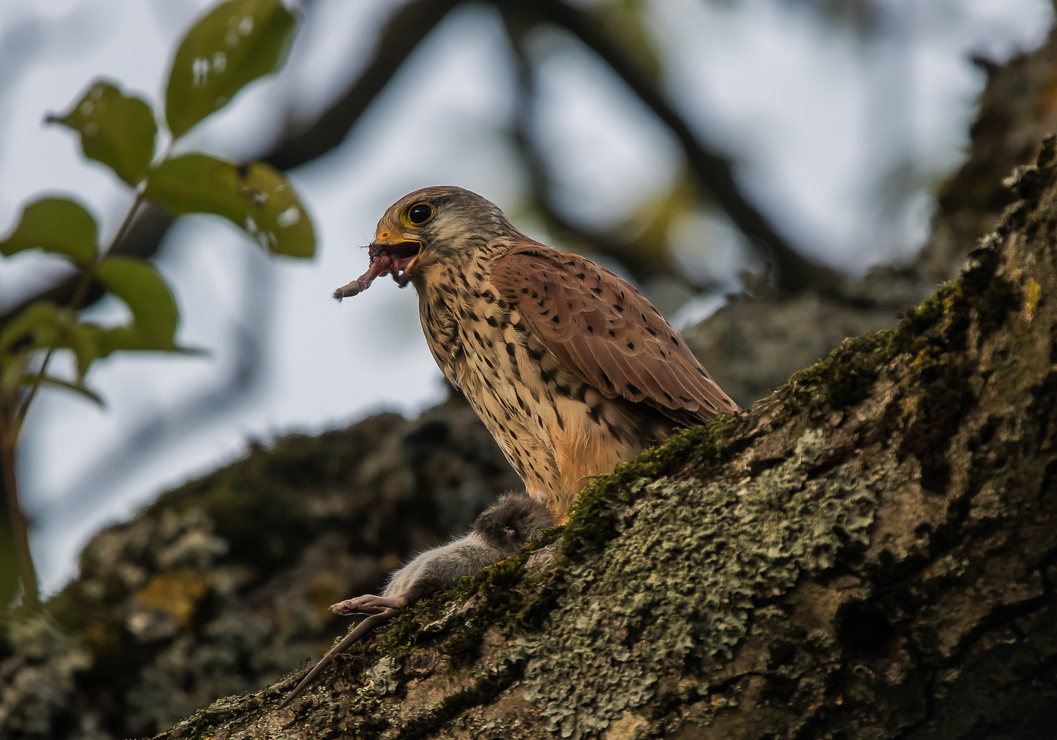 FALKE MIT BEUTE.