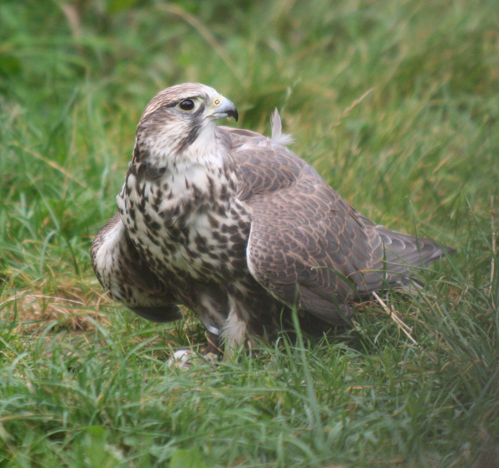 Falke mit Beute