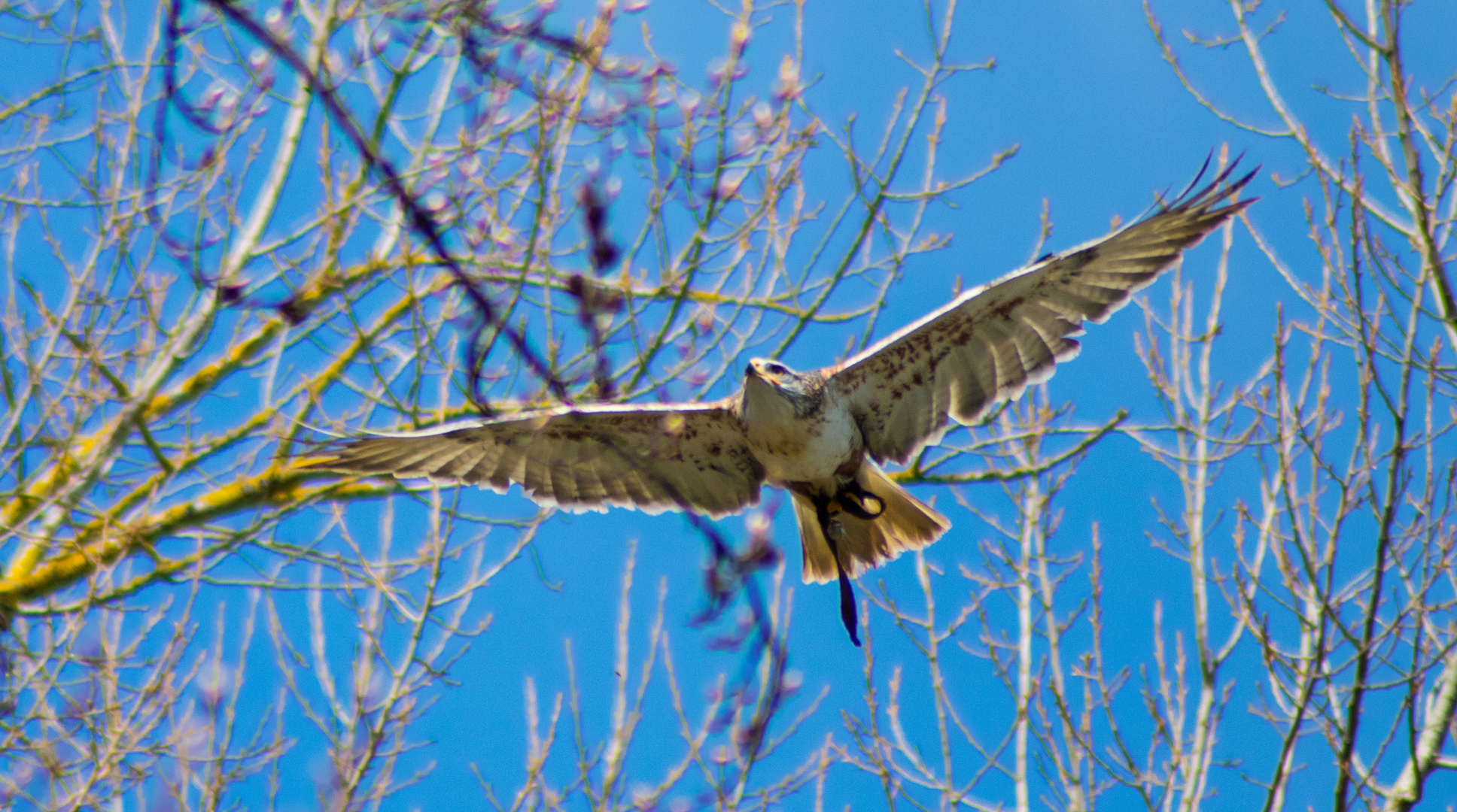 Falke mit Blüten