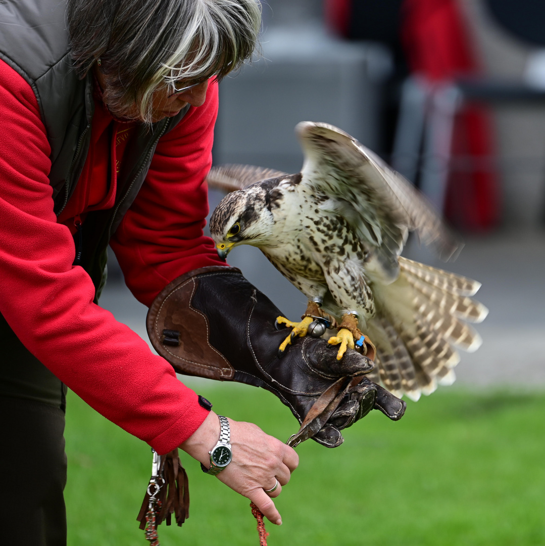 Falke mit Falknerin