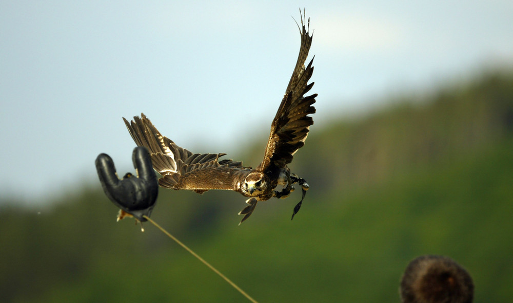 Falke mit Federspiel