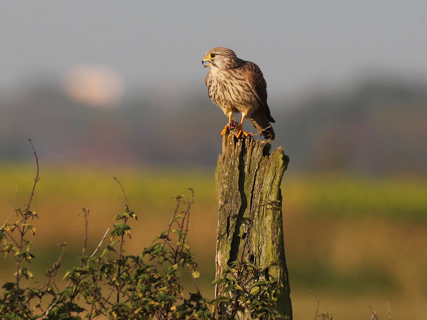 Falke mit Frühstück 