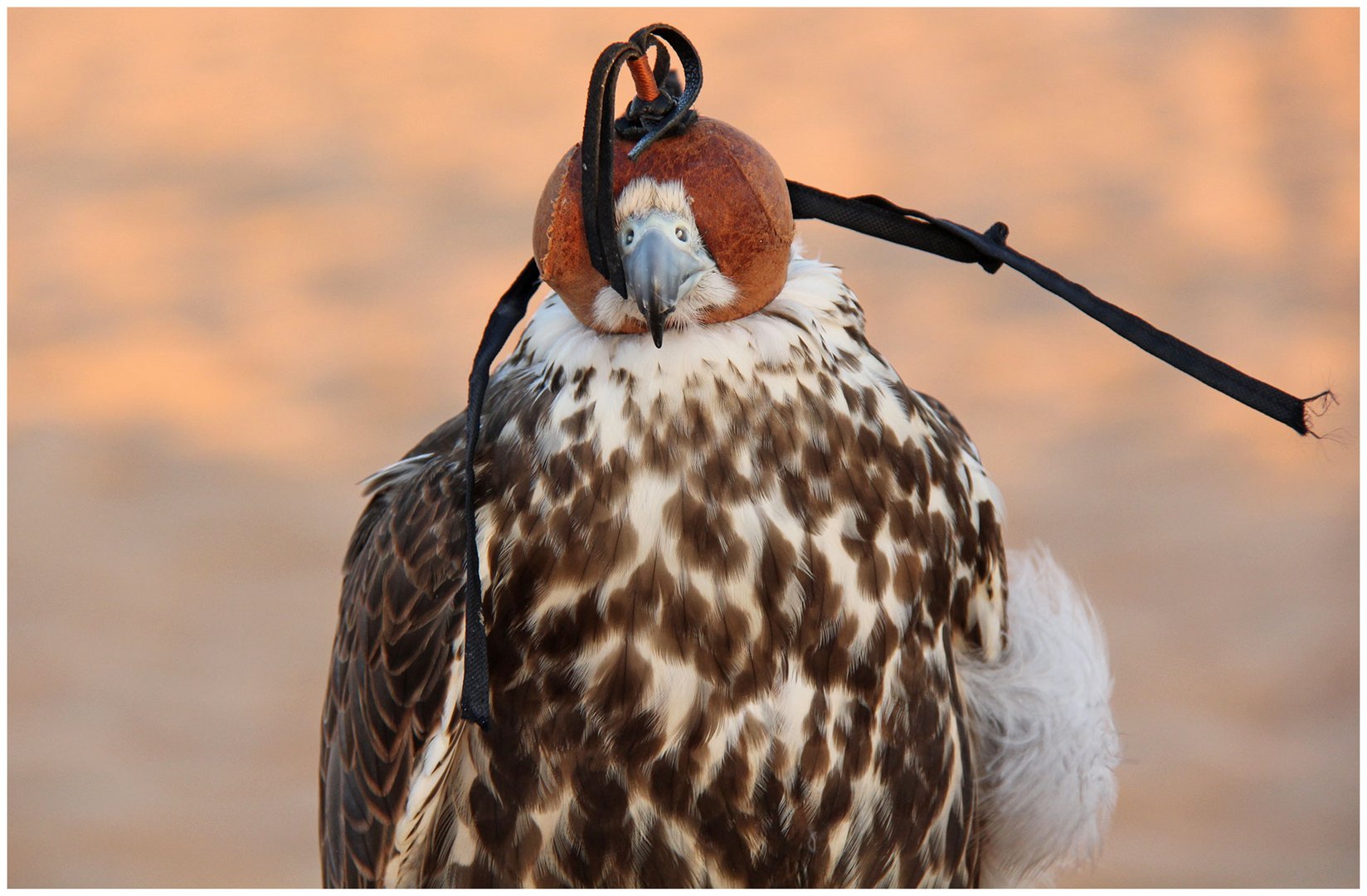 Falke mit Haube