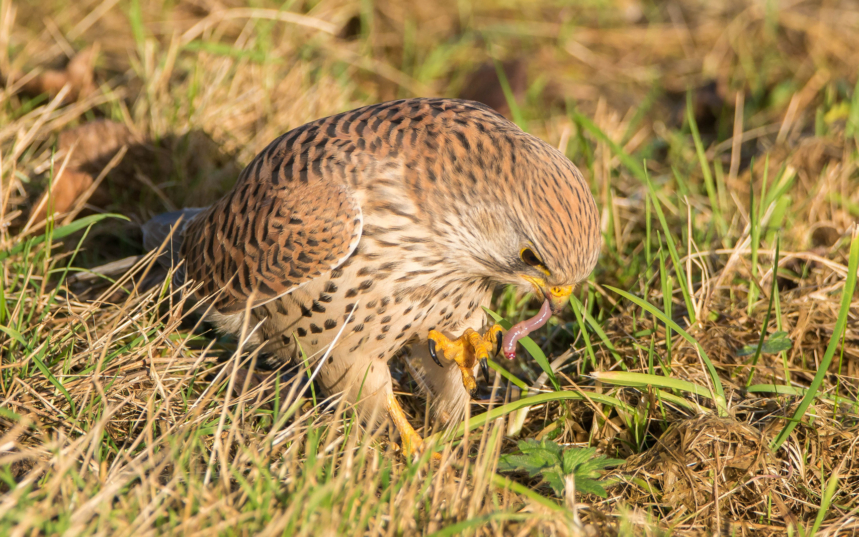 Falke mit kleinen Snack