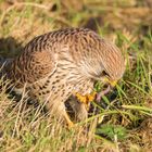 Falke mit kleinen Snack