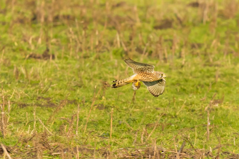 Falke mit Maus