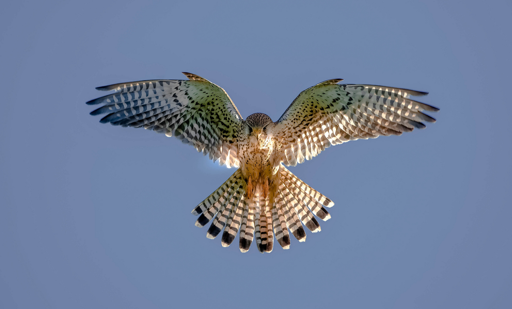 Falke mit mit Sonne im Rücken