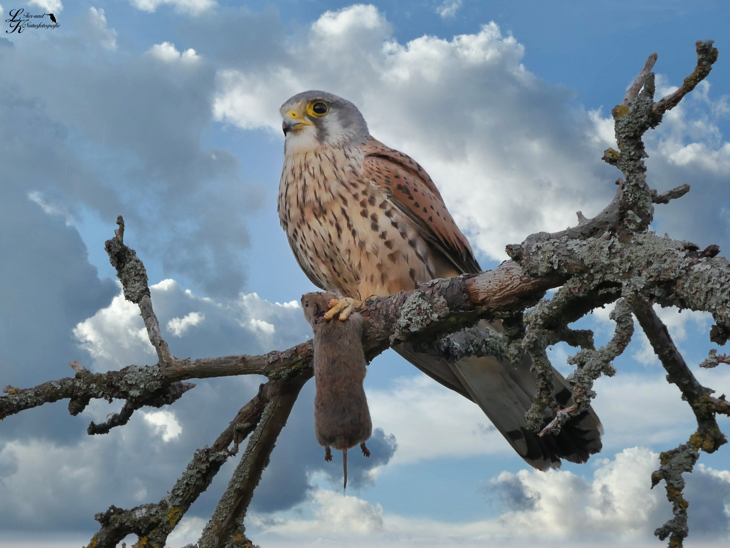 Falke nach Beutefang