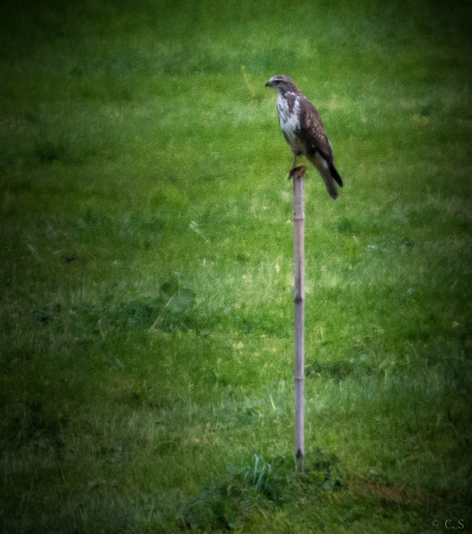 Falke oder Mäusebushard?