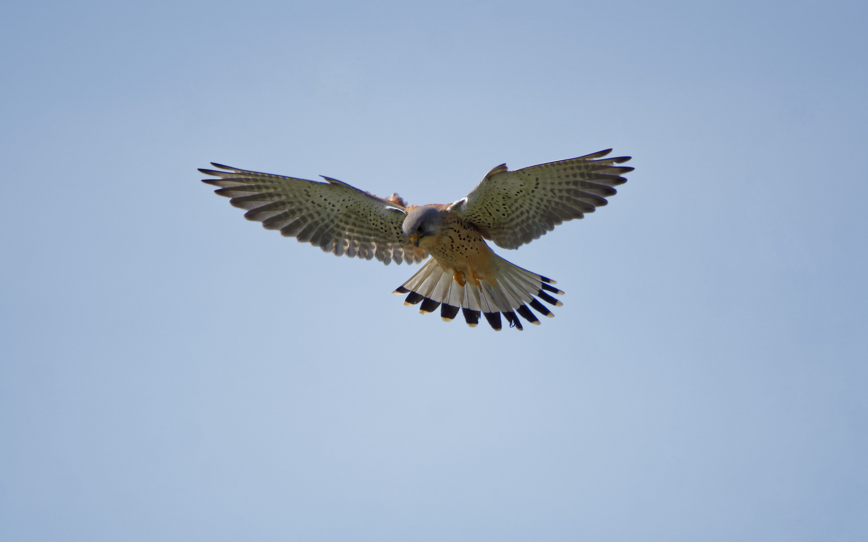 Falke Rüttelflug