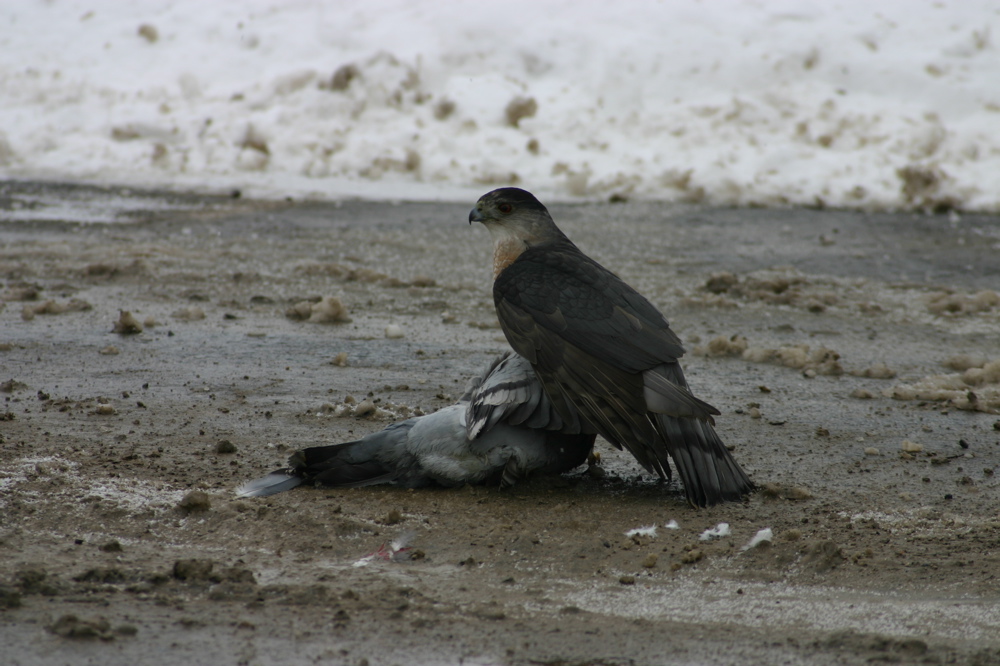 Falke schlägt Taube