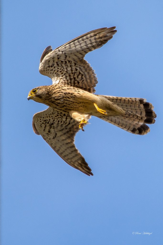 Falke setzt zur Landung an