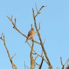 Falke Sonntags bei Abendsonne