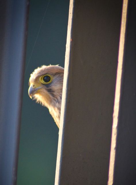 Falke spielt Verstecken