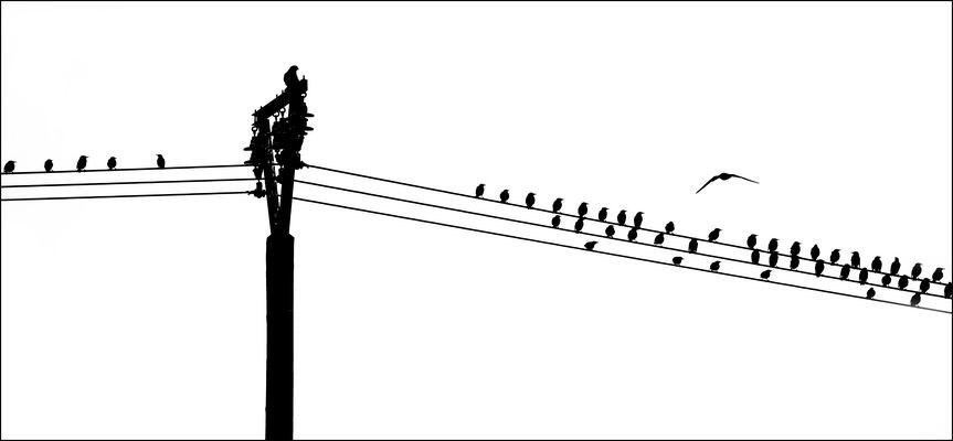 Falke trifft Stare...