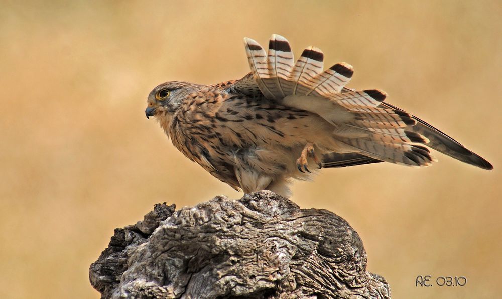 Falke (Turmfalke Falco tinnunculus)
