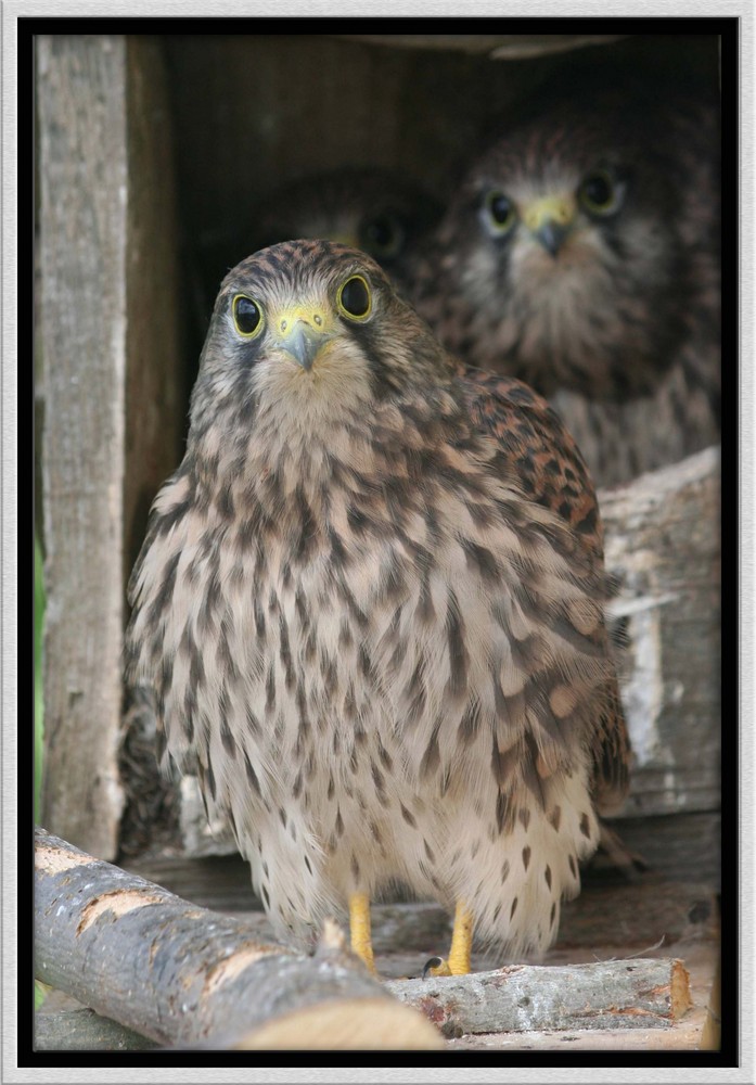 Falke und Familie