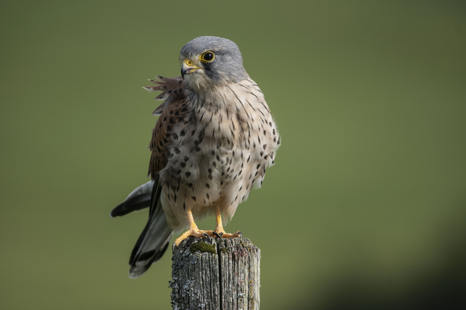 Falke        und weg war die Maus 